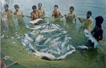 Composite fish culture