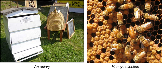 Bee - Keeping