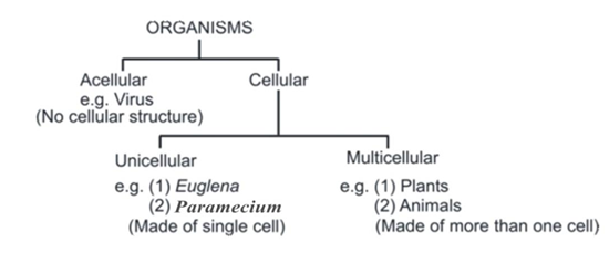 Types of Cells 