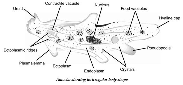 Amoeba showing its irregular body shape 