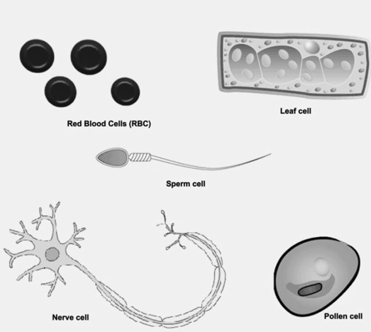 Different cells showing diversity in size and shape 