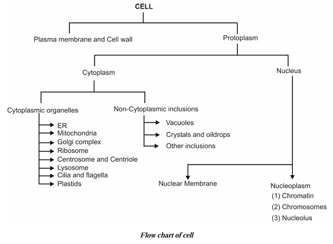 Flow chart of cell 