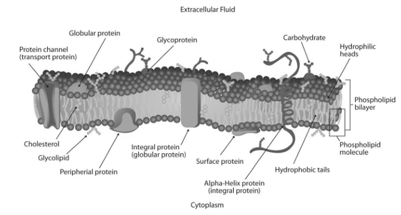 cytoplasm