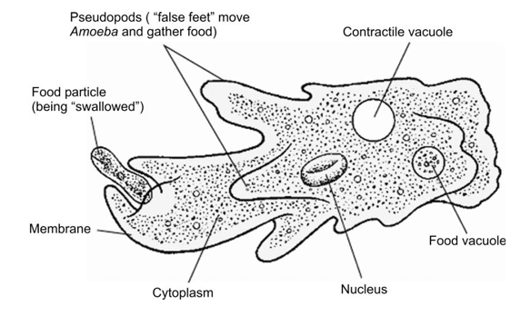 Phagocytosis in Amoeba : A closer view 