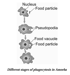 Different stages of phagocytosis in Amoeba 