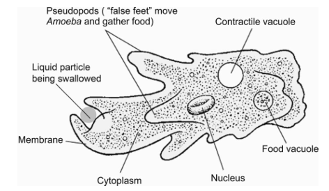 Pinocytosis in Amoeba : A closer view 