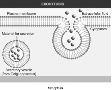 Exocytosis 