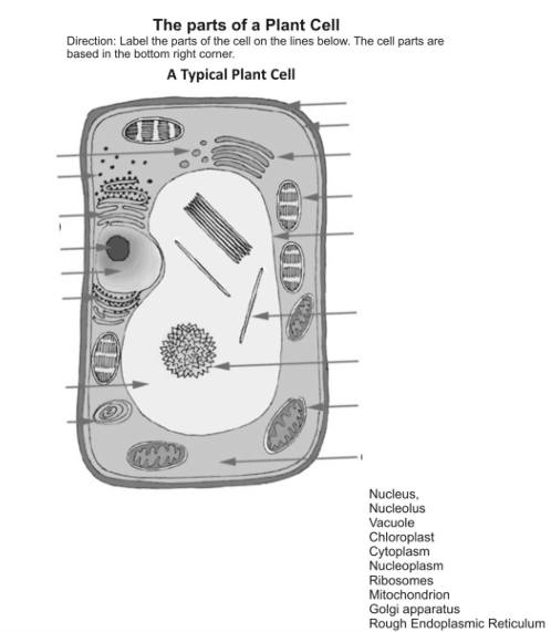 parts of a plant cell