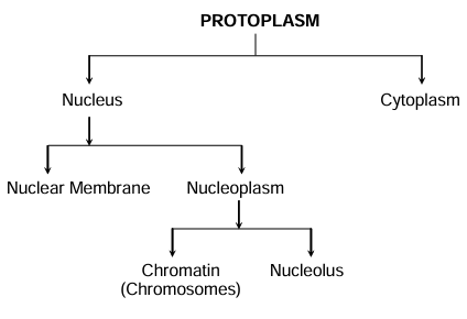 PROTOPLASM 