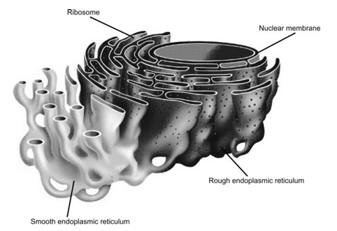 Structure of Endoplasmic Reticulum 