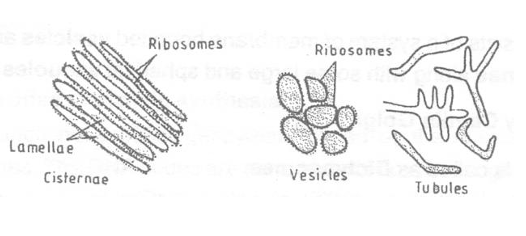 Various parts of Endoplasmic Reticulum 