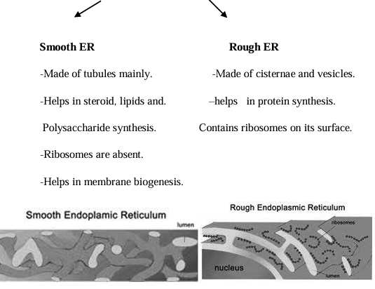 Endoplasmic reticulum