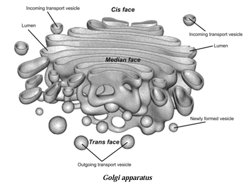 Golgi apparatus 