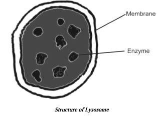 Structure of Lysosome