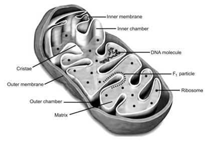 Internal structure of mitochondria 