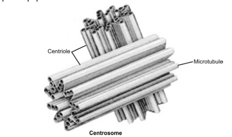 centrioles.