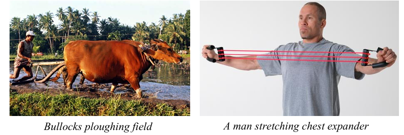 Biological Force (Muscular Force)