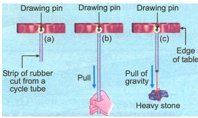 Force of Gravity (Weight):