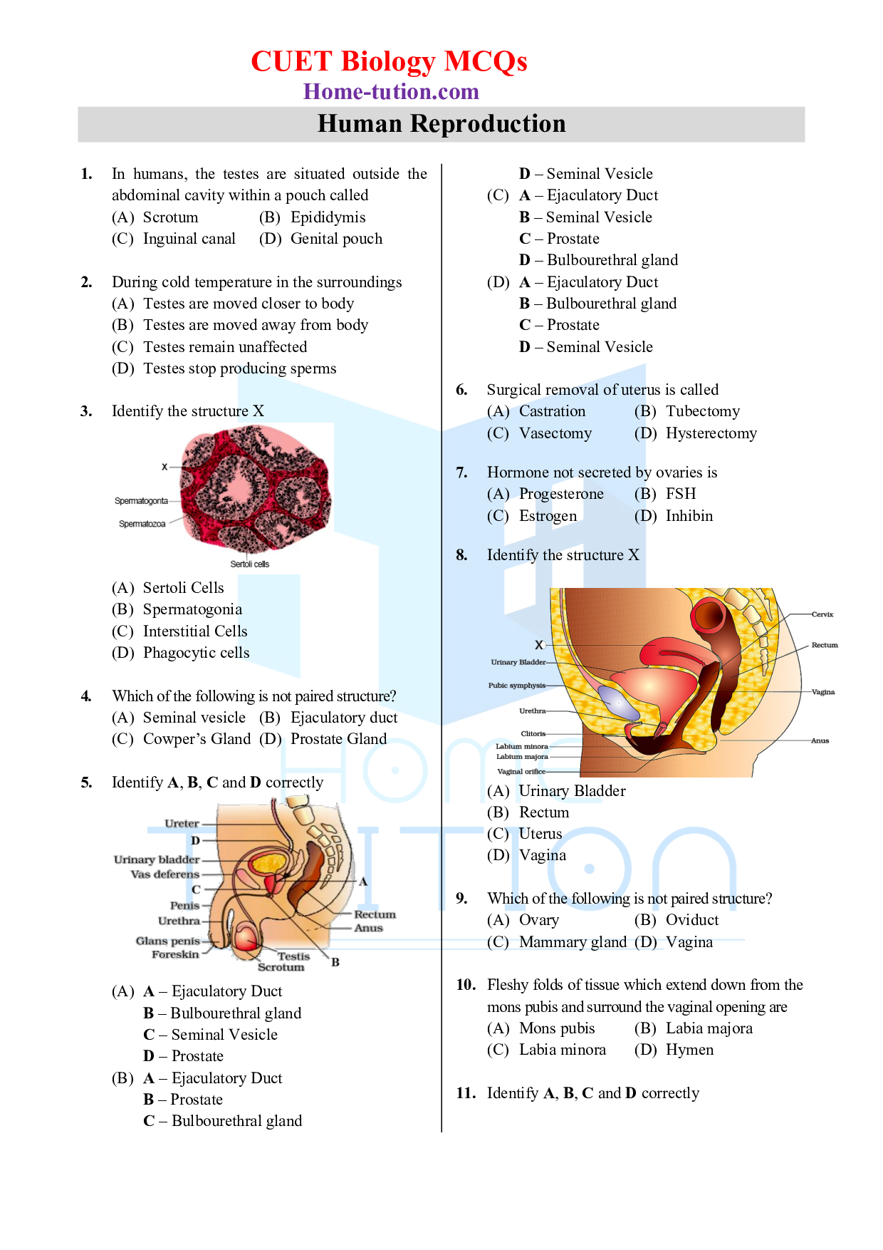Biology MCQ Questions for CUET Chapter 3 Human Reproduction