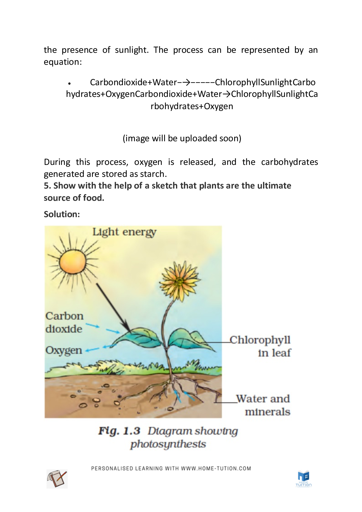 Class 7 Science Chapter 1 – Nutrition in Plants