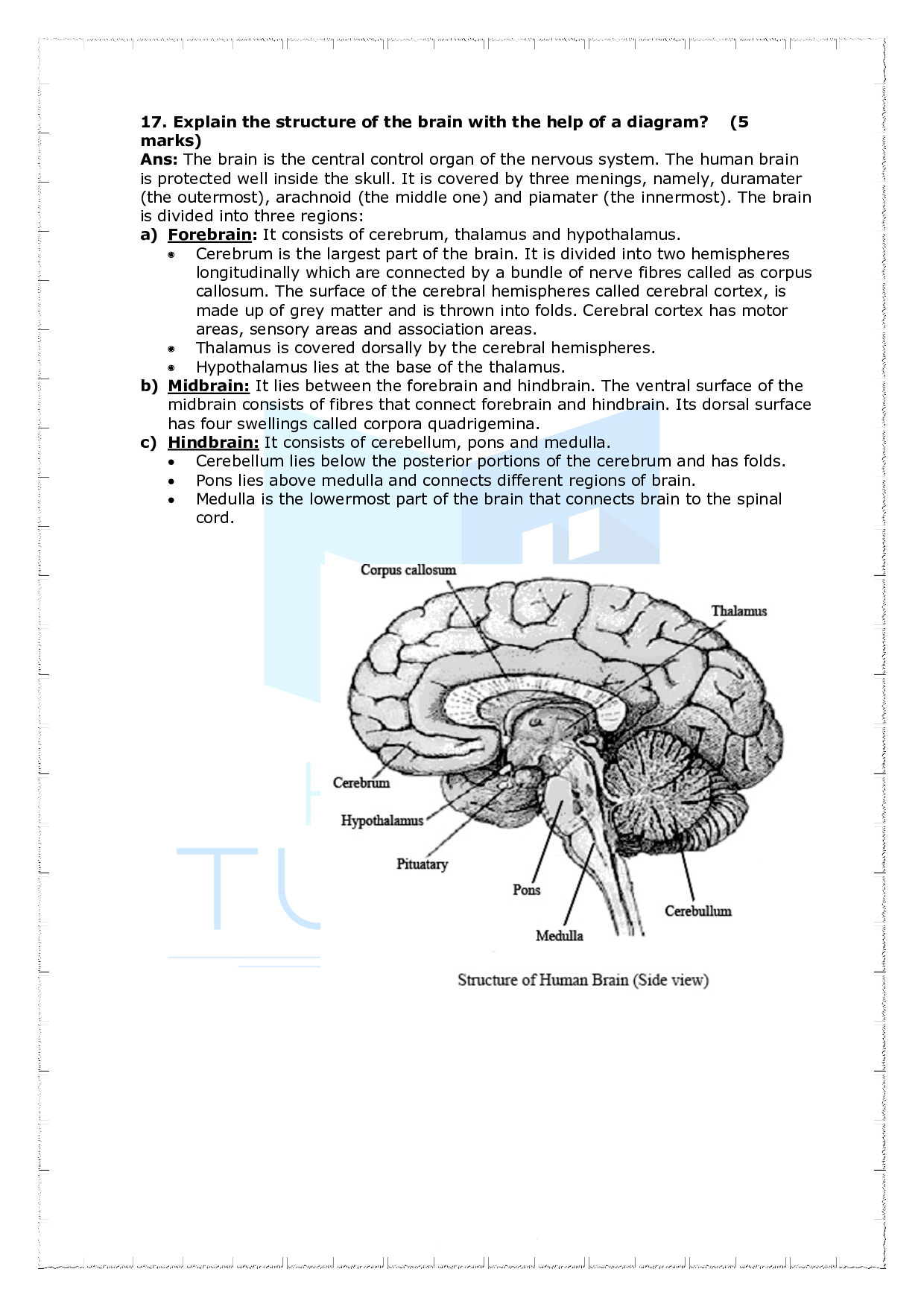 Chapter 21 Neural Control and Coordination Important Questions