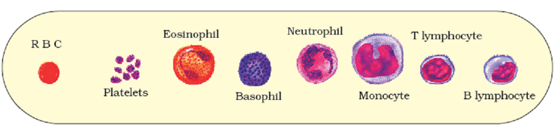 Chapter – 11 | Biology 