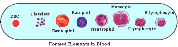 Chapter – 11 | Biology 