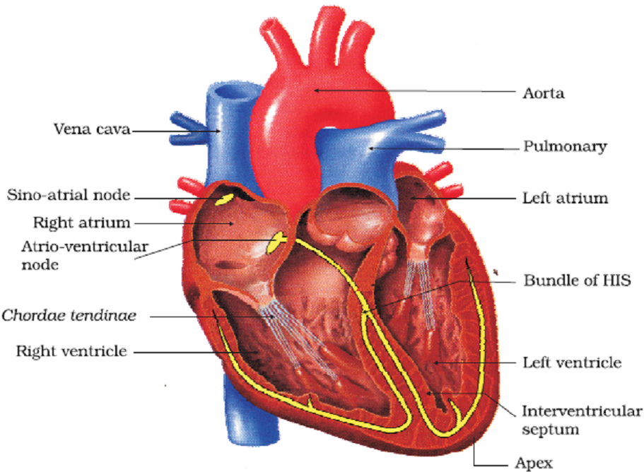 Chapter – 11 | Biology 