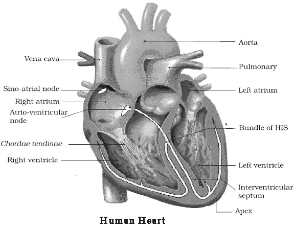 Chapter – 11 | Biology 