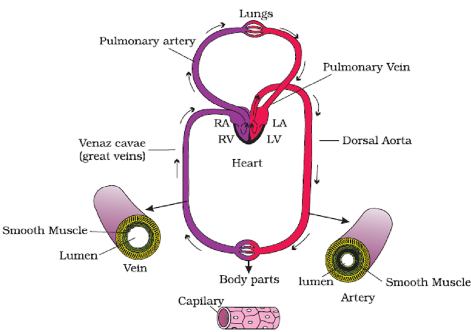 Chapter – 11 | Biology 