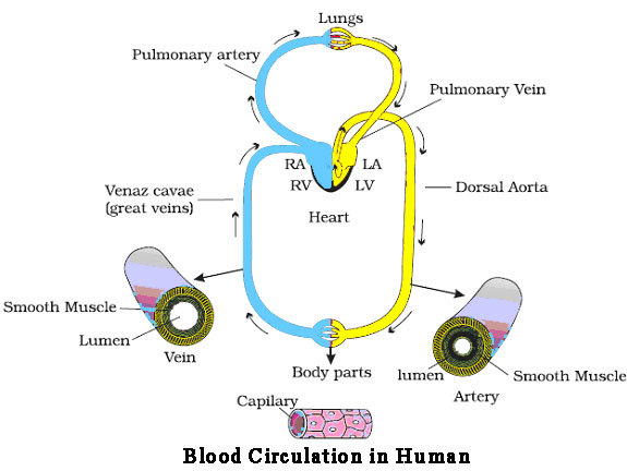 Chapter – 11 | Biology 