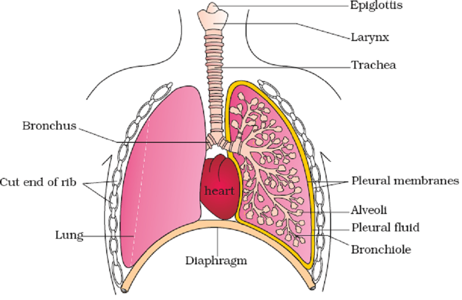 Chapter – 11 | Biology 