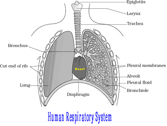 Chapter – 11 | Biology 