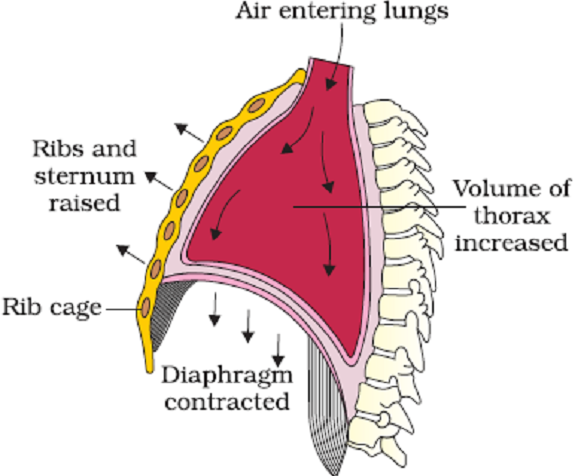 Chapter – 11 | Biology 