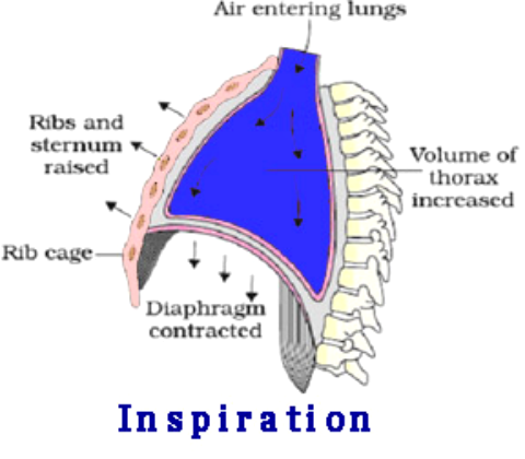 Chapter – 11 | Biology 