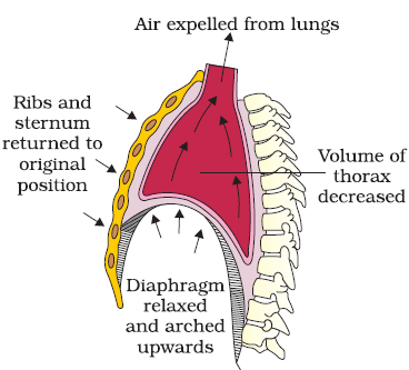 Chapter – 11 | Biology 