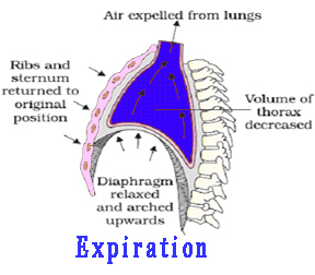 Chapter – 11 | Biology 