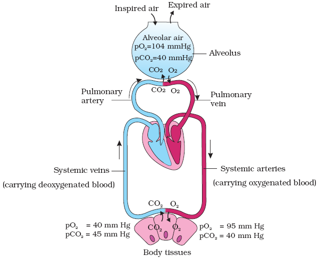 Chapter – 11 | Biology 