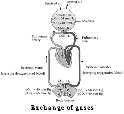 Chapter – 11 | Biology 