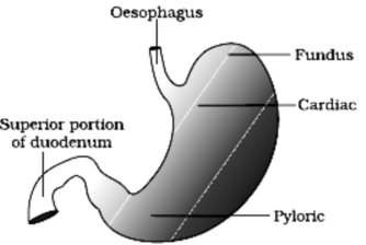 Chapter – 11 | Biology 