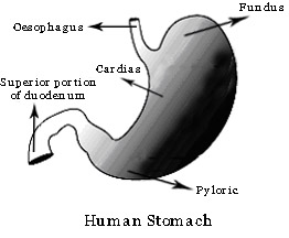 Chapter – 11 | Biology 