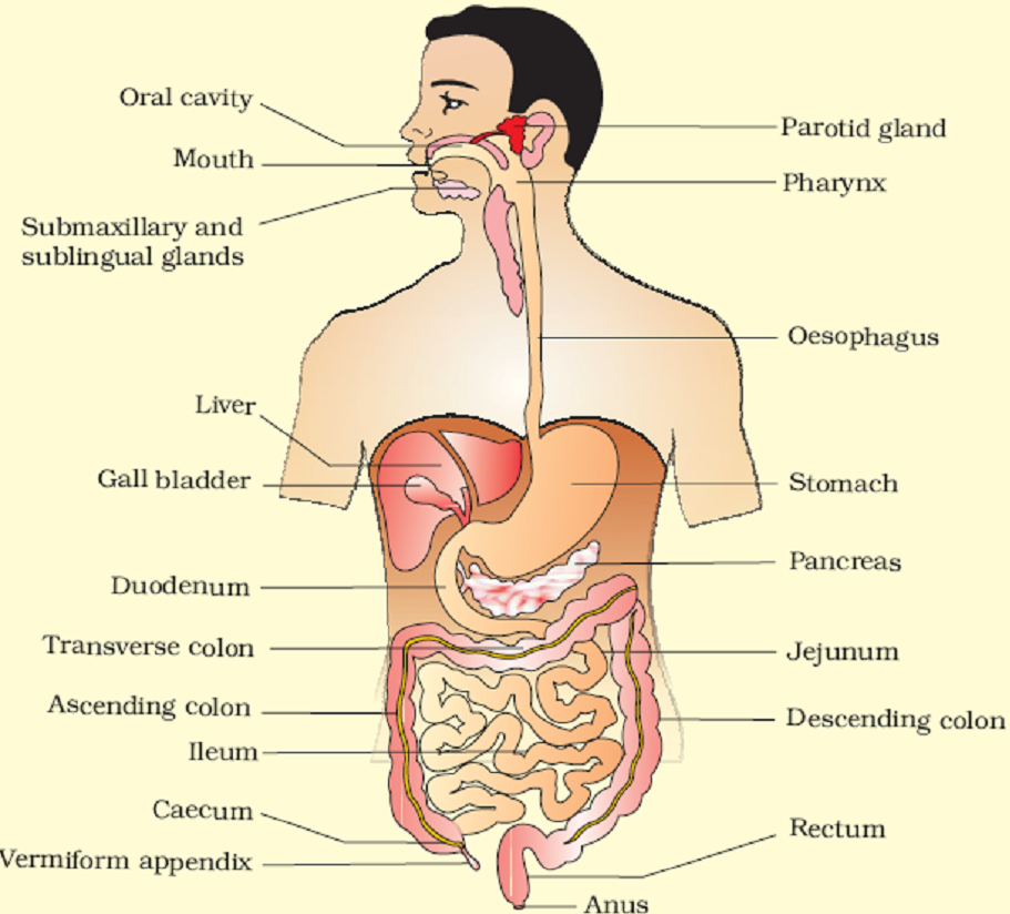 Chapter – 11 | Biology 