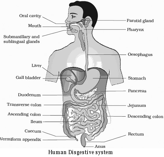 Chapter – 11 | Biology 