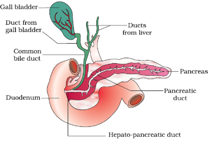 Chapter – 11 | Biology 