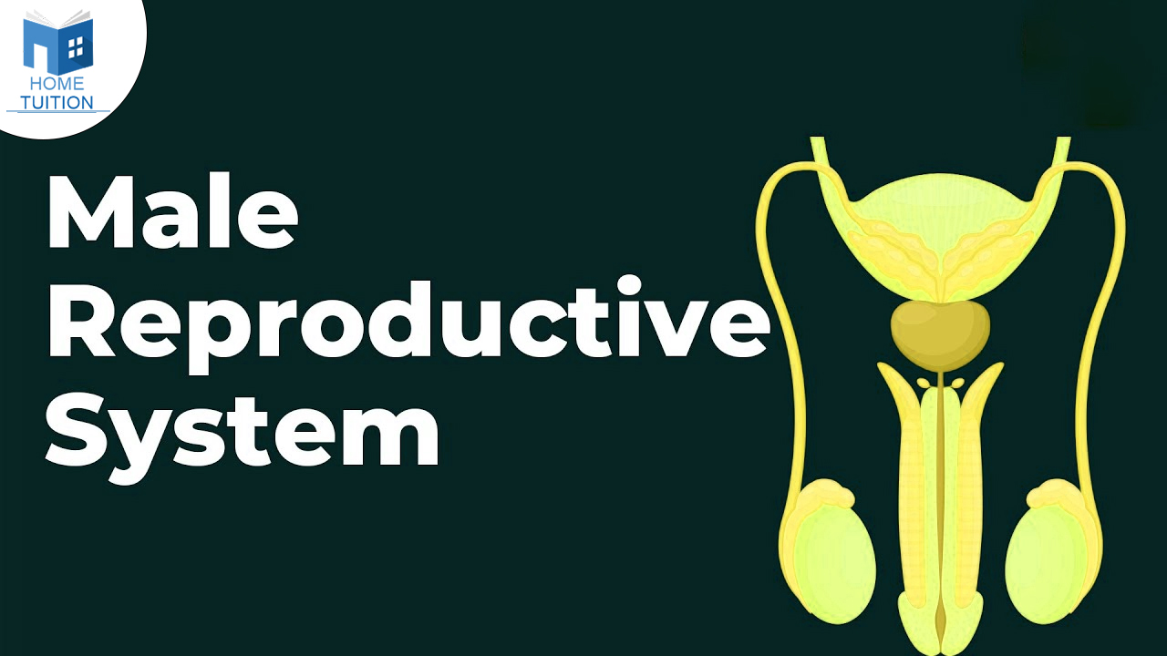 Male Reproductive System