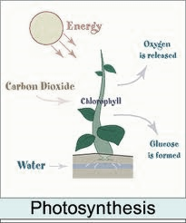 photosynthesis