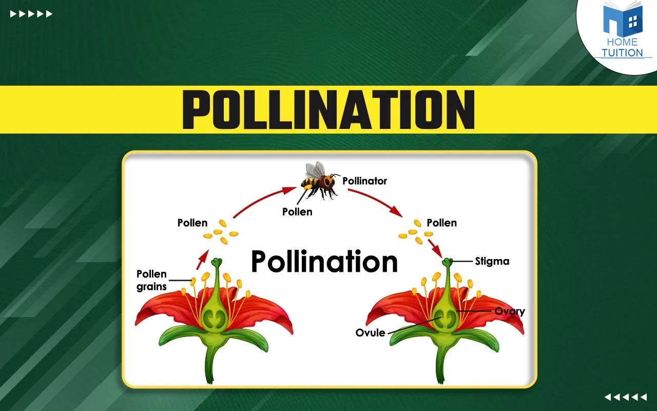 Pollination