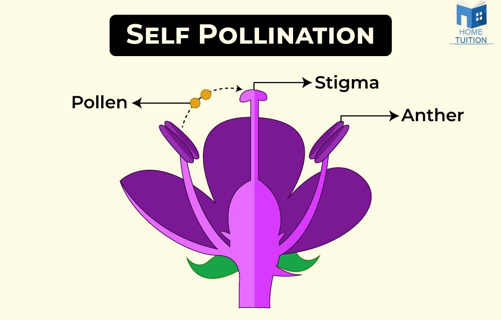 Self Pollination