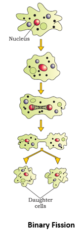 binary fission