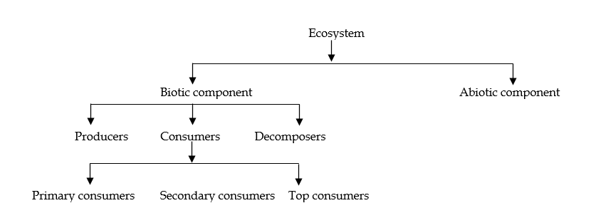 Components of Ecosystem